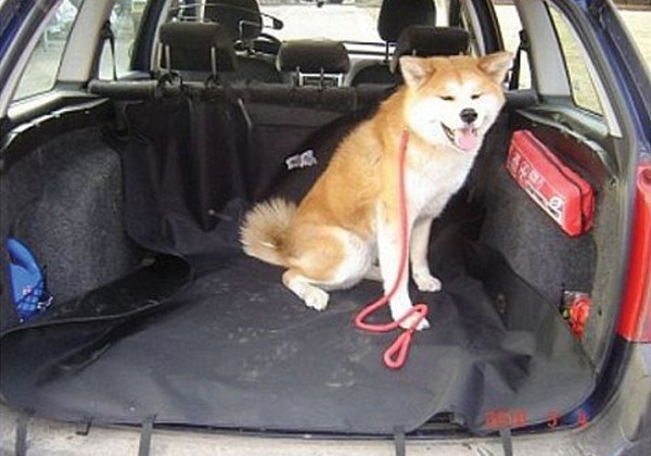 Pătură pentru câine COMPASS 27956 în portbagajul unei mașini