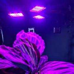 Lampa 108 LED pentru cresterea plantelor : soluția perfectă pentru plantele tale