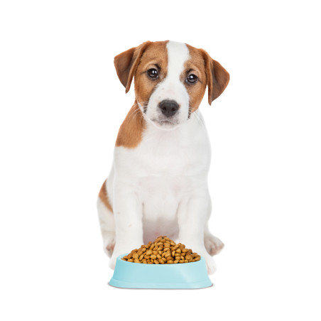 bol pentru hranire lenta, catei si pisici - 20 x 20 x 4,5 cm  - albastru